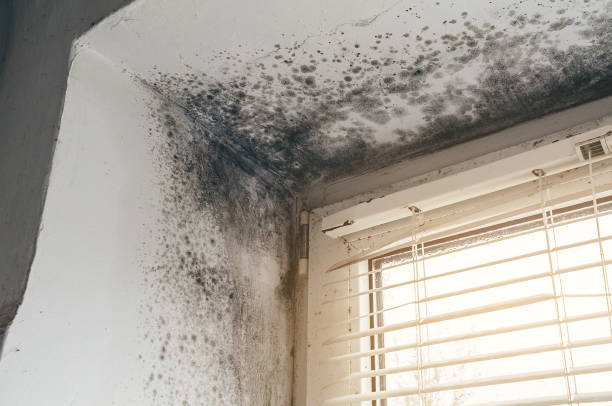 Affordable Hvac And Air Duct Mold Remediation solutions in Spencerville, MD